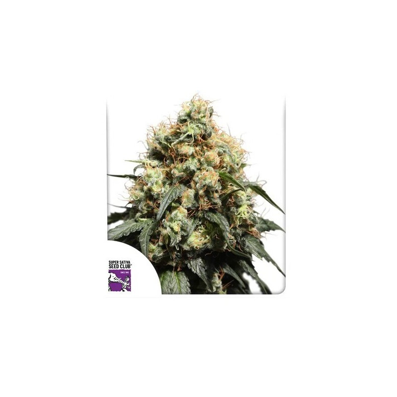 Bruce Lemon Diesel - Féminisée - Dutch Passion | ROOTS-SEEDS.FR