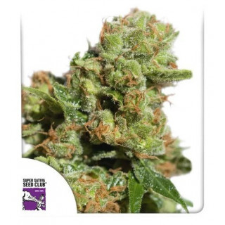 Bruce Lemon Diesel - Autofloraison - Dutch Passion | ROOTS-SEEDS.FR
