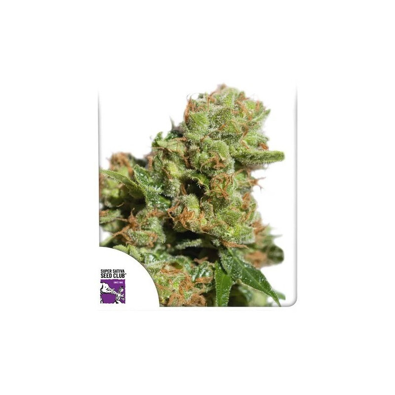Bruce Lemon Diesel - Autofloraison - Dutch Passion | ROOTS-SEEDS.FR