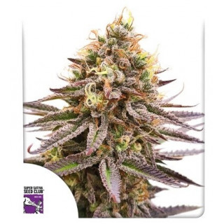 Gorilla Super Glue -  Féminisée - Dutch Passion | ROOTS-SEEDS.FR