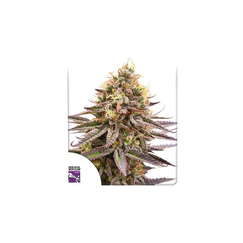Gorilla Super Glue -  Féminisée - Dutch Passion | ROOTS-SEEDS.FR