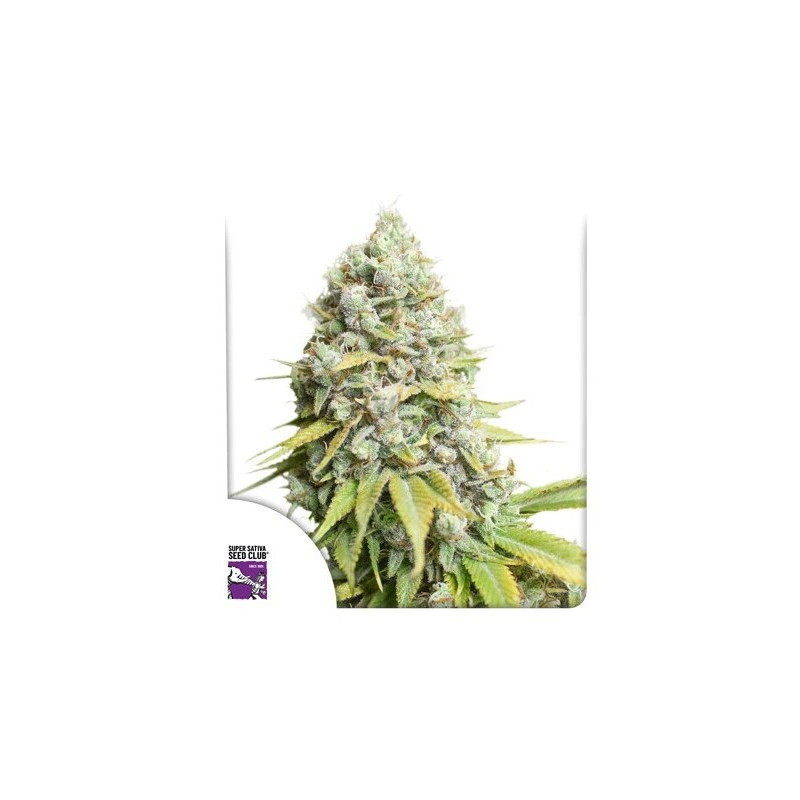 Kosher Haze - Féminisée - Dutch Passion | ROOTS-SEEDS.FR