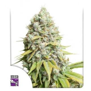 Kosher Haze - Régulière - Dutch Passion | ROOTS-SEEDS.FR