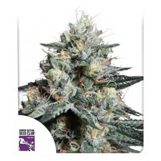 Lava Freeze - Féminisée - Dutch Passion | ROOTS-SEEDS.FR