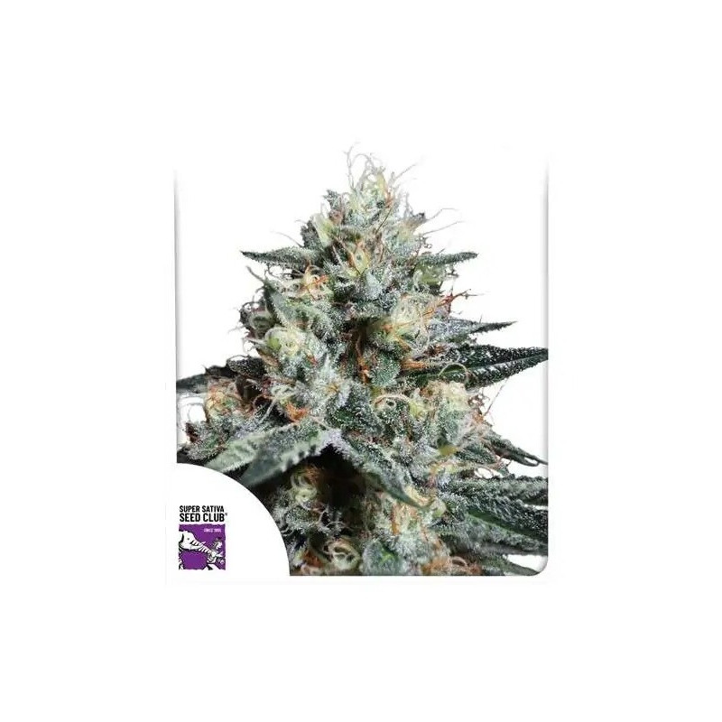 Lava Freeze - Féminisée - Dutch Passion | ROOTS-SEEDS.FR