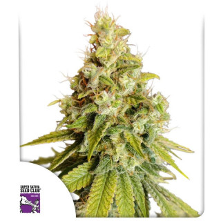 Lemon O.G. - Féminisée - Dutch Passion | ROOTS-SEEDS.FR