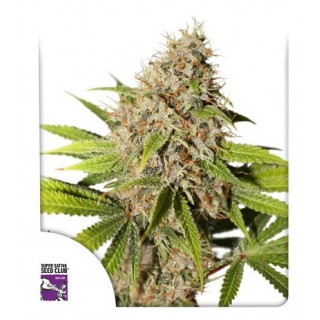 Pineapple Poison - Féminisée - Dutch Passion | ROOTS-SEEDS.FR