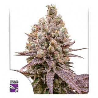 Purple OG Punch - Féminisée - Dutch Passion | ROOTS-SEEDS.FR