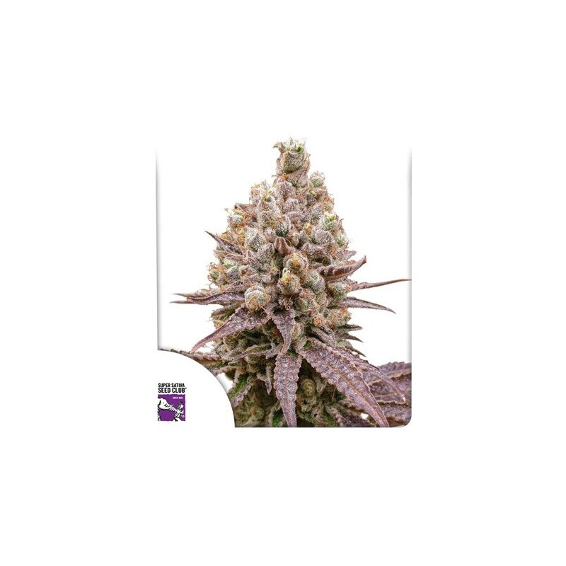 Purple OG Punch - Féminisée - Dutch Passion | ROOTS-SEEDS.FR