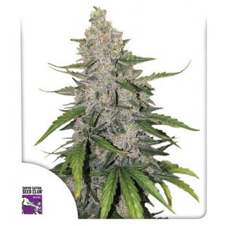 Purple OG Punch - Autofloraison - Dutch Passion | ROOTS-SEEDS.FR