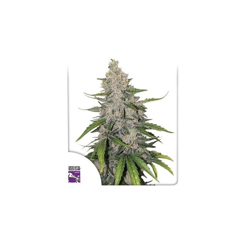 Purple OG Punch - Autofloraison - Dutch Passion | ROOTS-SEEDS.FR