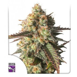 Strawberry Chemdawg OG - Féminisée - Dutch Passion | ROOTS-SEEDS.FR