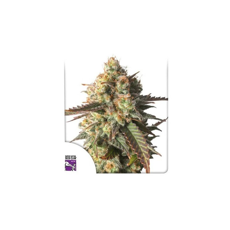 Strawberry Chemdawg OG - Féminisée - Dutch Passion | ROOTS-SEEDS.FR