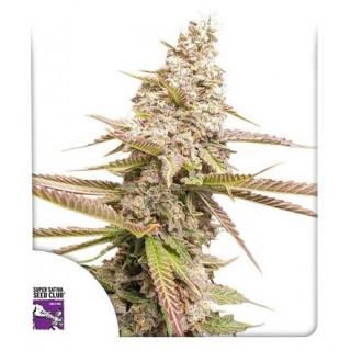 Strawberry Cookies - Féminisée - Dutch Passion | ROOTS-SEEDS.FR