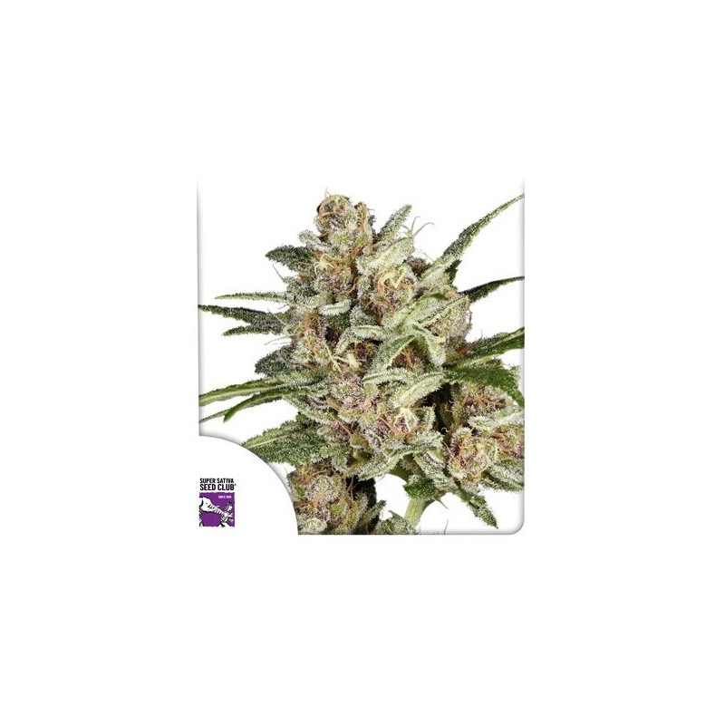 Super Mad Sky Floater - Féminisée - Dutch Passion | ROOTS-SEEDS.FR