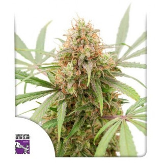 AK Triple Haze - Autofloraison - Dutch Passion | ROOTS-SEEDS.FR
