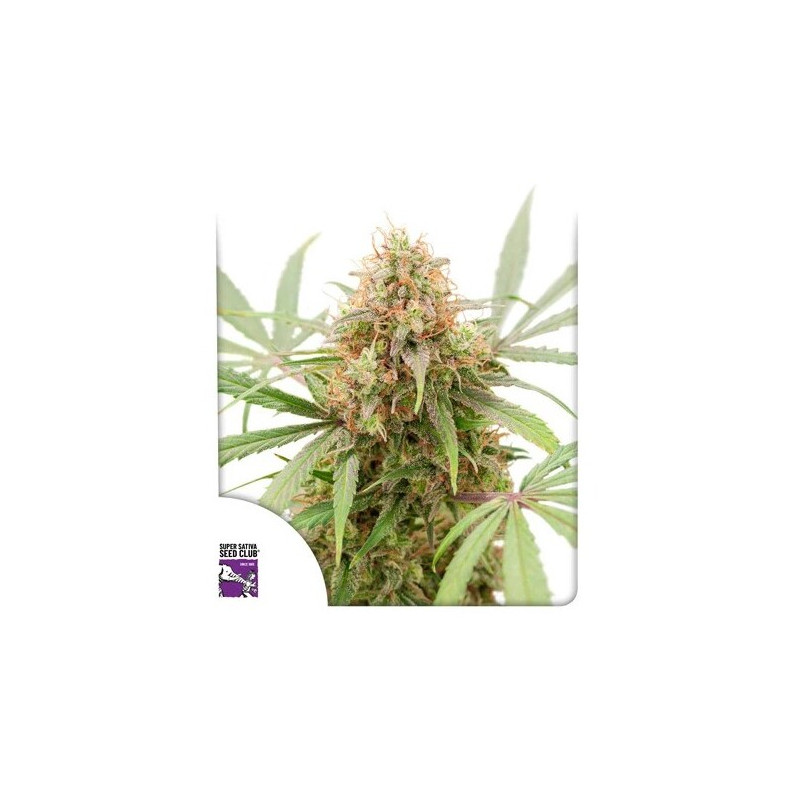AK Triple Haze - Autofloraison - Dutch Passion | ROOTS-SEEDS.FR