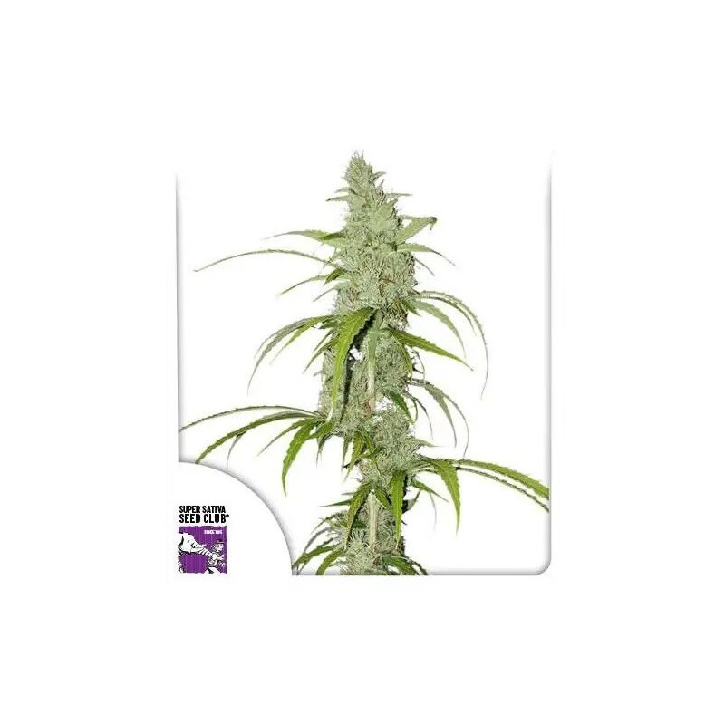Creeper - Autofloraison - Dutch Passion | ROOTS-SEEDS.FR
