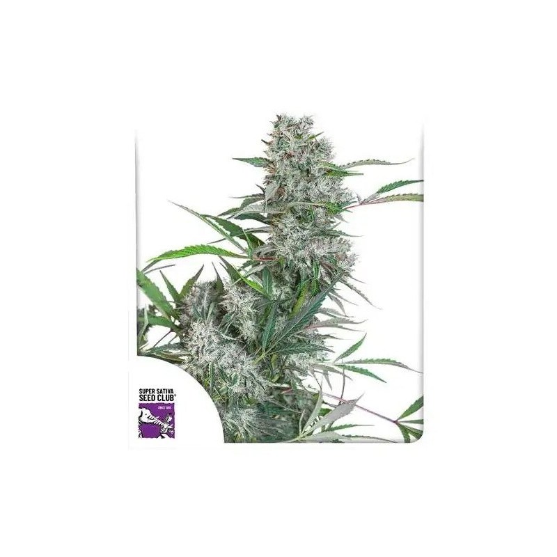 Creeper -  Régulière - Dutch Passion | ROOTS-SEEDS.FR