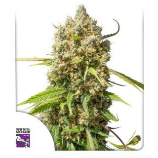 Elephant - Autofloraison - Dutch Passion | ROOTS-SEEDS.FR