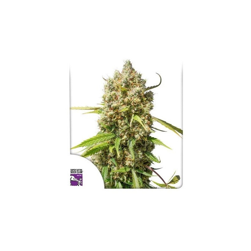 Elephant - Autofloraison - Dutch Passion | ROOTS-SEEDS.FR