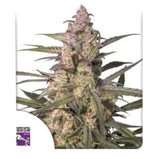 Northern Dragon Fuel - Autofloraison - Dutch Passion | ROOTS-SEEDS.FR