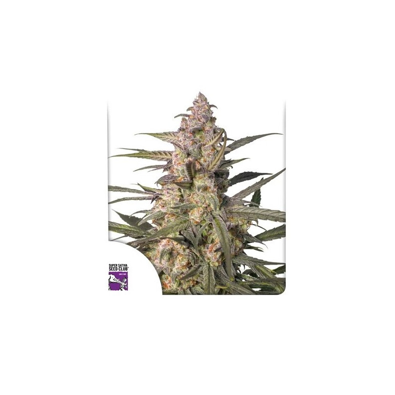 Northern Dragon Fuel - Autofloraison - Dutch Passion | ROOTS-SEEDS.FR