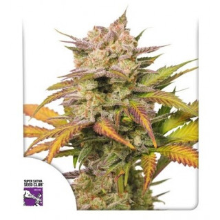 Sweet Bourbon Kush - Autofloraison - Dutch Passion | ROOTS-SEEDS.FR
