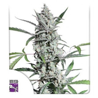 Fat Pete’s Cookies - Autofloraison - Dutch Passion | ROOTS-SEEDS.FR