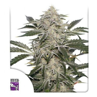 Creamy Kees - Régulière - Dutch Passion | ROOTS-SEEDS.FR