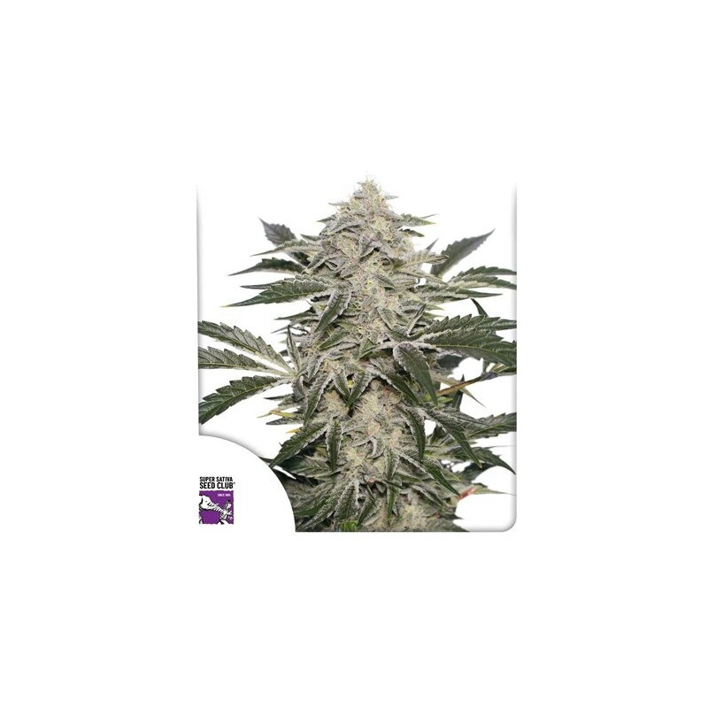 Creamy Kees - Régulière - Dutch Passion | ROOTS-SEEDS.FR