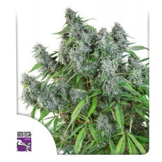 Frosty Friday - Régulière - Dutch Passion | ROOTS-SEEDS.FR