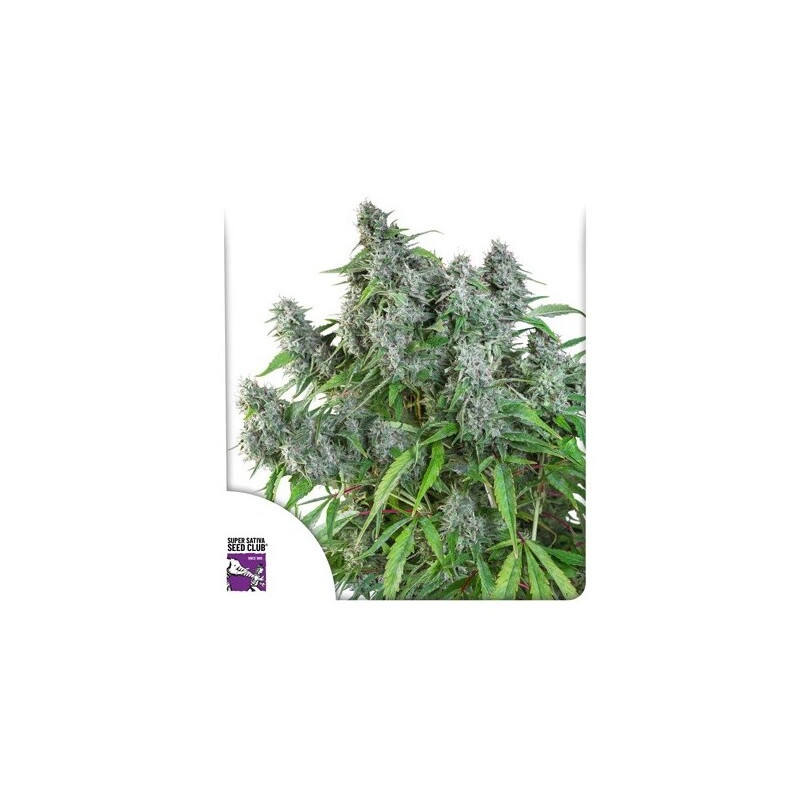 Frosty Friday - Régulière - Dutch Passion | ROOTS-SEEDS.FR