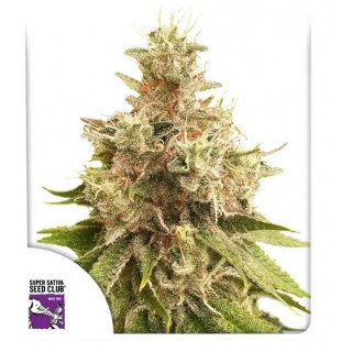Golden Apple Haze - Régulière - Dutch Passion | ROOTS-SEEDS.FR