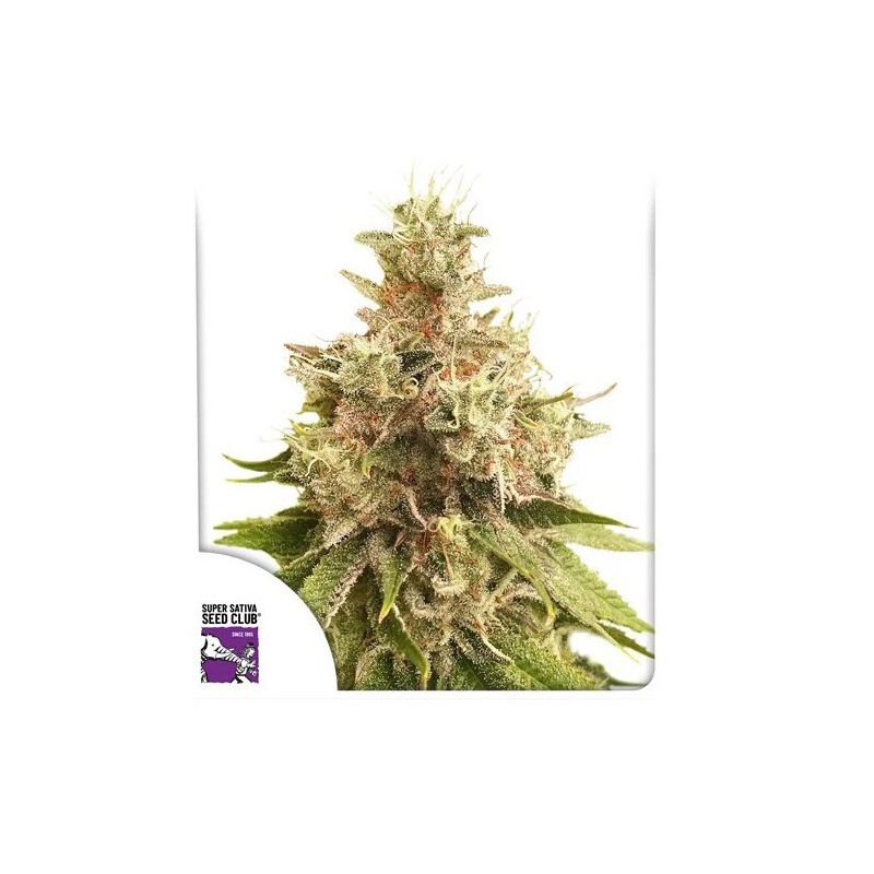 Golden Apple Haze - Régulière - Dutch Passion | ROOTS-SEEDS.FR