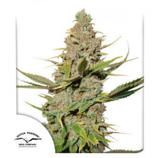 Karels Cookies - Régulière - Dutch Passion | ROOTS-SEEDS.FR
