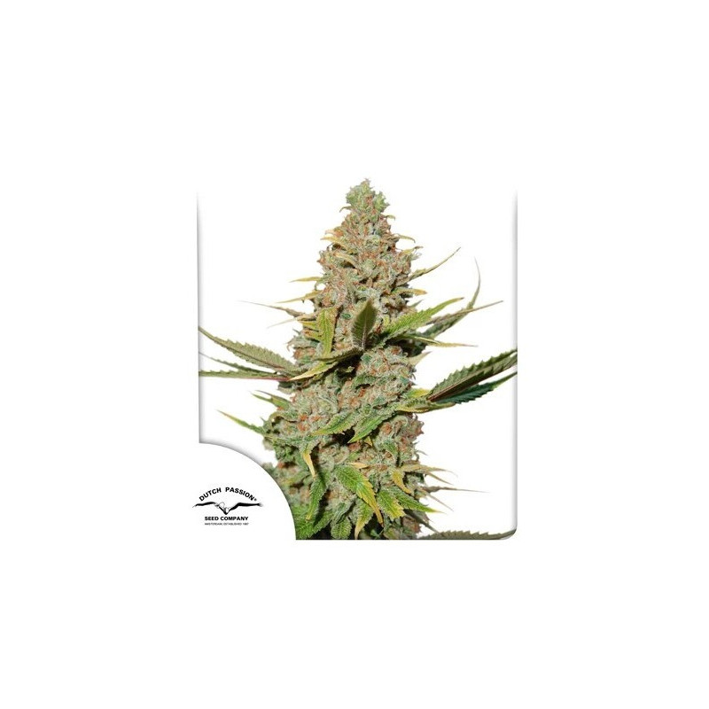 Karels Cookies - Régulière - Dutch Passion | ROOTS-SEEDS.FR