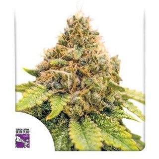 Karel’s Dank - Régulière - Dutch Passion | ROOTS-SEEDS.FR