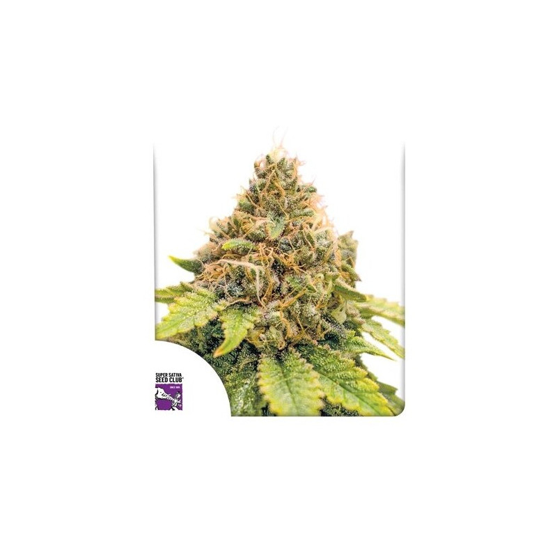 Karel’s Dank - Régulière - Dutch Passion | ROOTS-SEEDS.FR