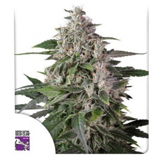 Karel's Haze - Régulière - Dutch Passion | ROOTS-SEEDS.FR