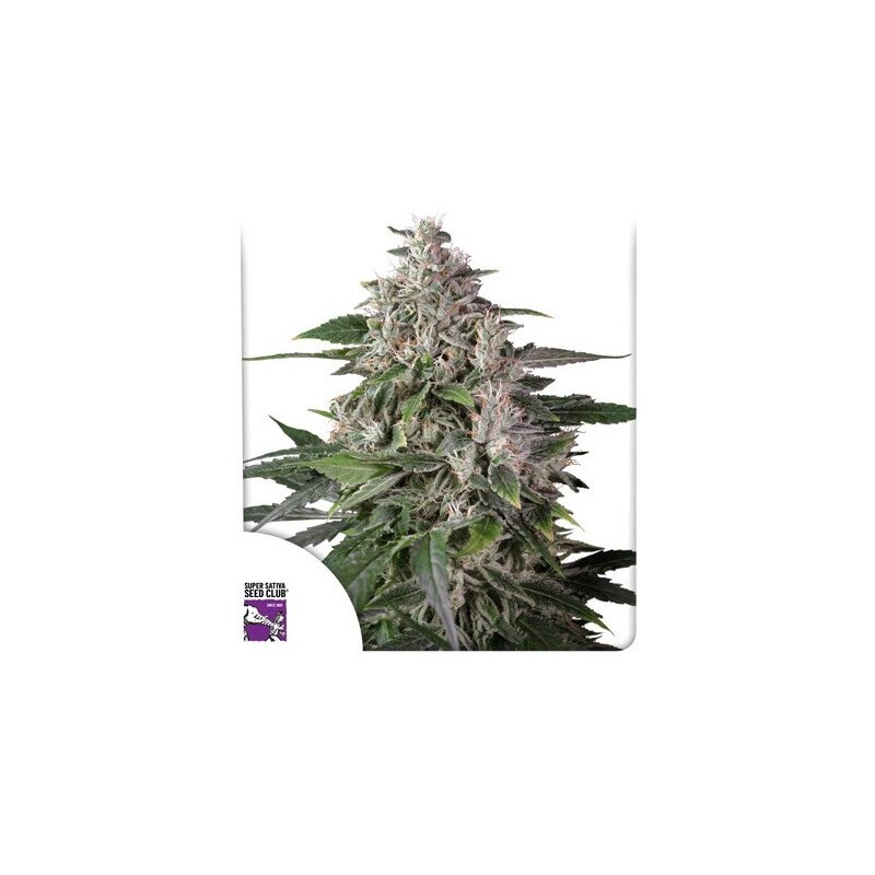 Karel's Haze - Régulière - Dutch Passion | ROOTS-SEEDS.FR