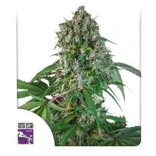Karel’s Herer Haze - Régulière - Dutch Passion | ROOTS-SEEDS.FR