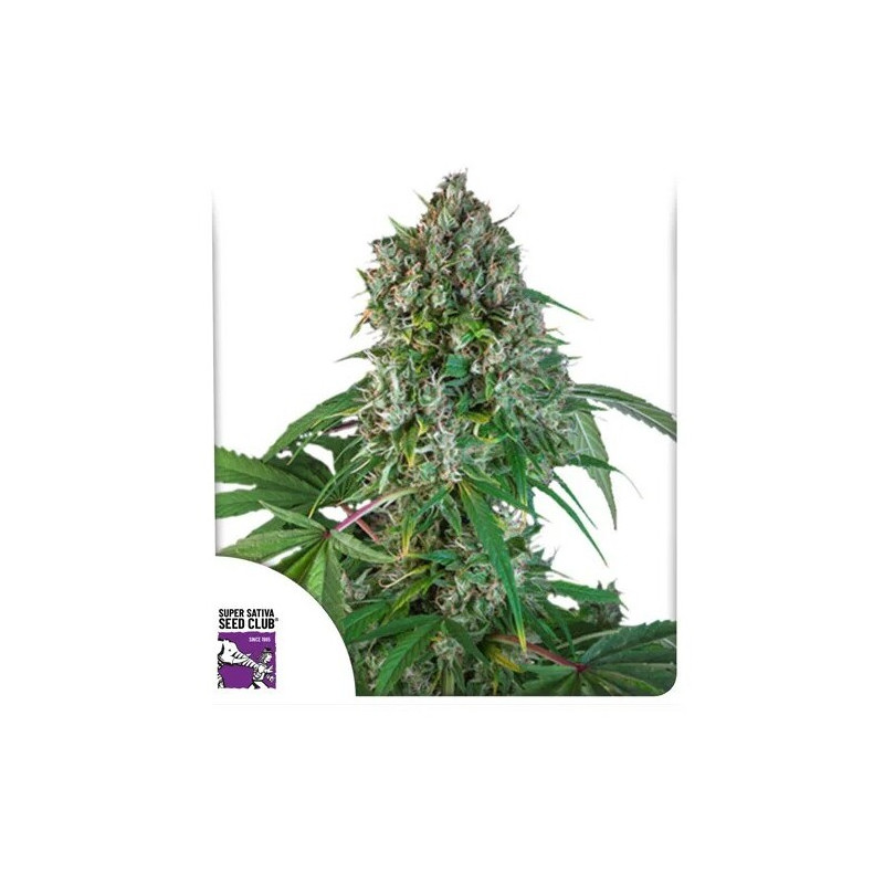 Karel’s Herer Haze - Régulière - Dutch Passion | ROOTS-SEEDS.FR