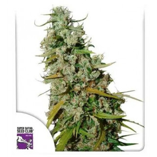 Kees’ Old School Haze - Régulière - Dutch Passion | ROOTS-SEEDS.FR