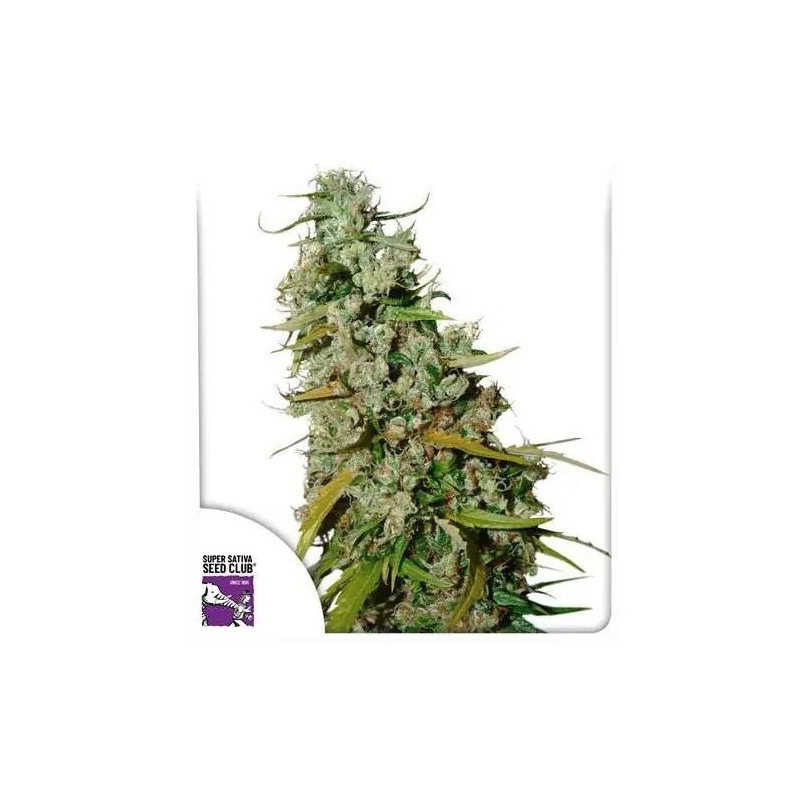 Kees’ Old School Haze - Régulière - Dutch Passion | ROOTS-SEEDS.FR