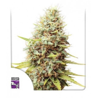 Sour Tangie Dawg - Régulière - Dutch Passion | ROOTS-SEEDS.FR