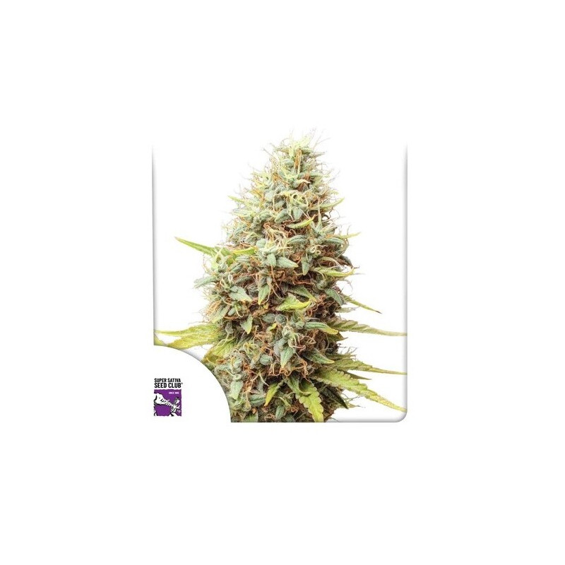 Sour Tangie Dawg - Régulière - Dutch Passion | ROOTS-SEEDS.FR