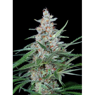 Utopía - FEM - Absolute Cannabis Seeds