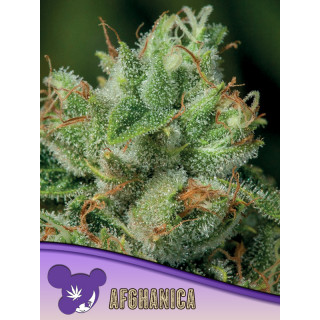 Afghanica - Féminisée - Anesia Seeds | ROOTS-SEEDS.FR