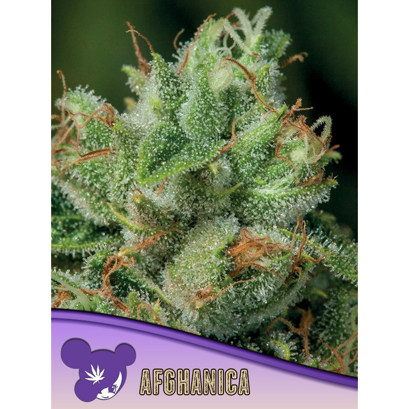 Afghanica - Féminisée - Anesia Seeds | ROOTS-SEEDS.FR